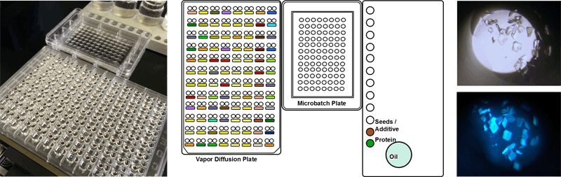 Microbatch under oil protein crystallization setup with automated dispensing