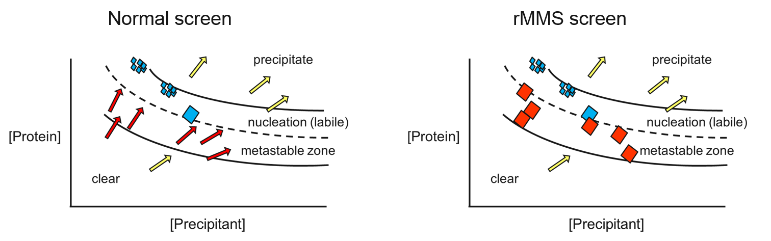 Protein crystallization phase diagram showing nucleation zone, metastable zone and the effect of microseeding in rMMS